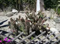 Urlaub Brissag 22.5. -29.5.10 086.webp