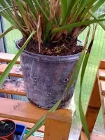 Orchidee, neuer Topf1.webp