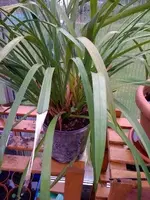 Orchidee, neuer Topf2.webp