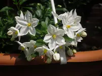 29.05.2010 003.webp