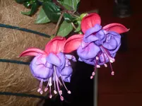29.05.2010 004.webp