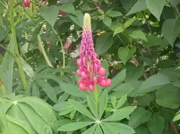 29.05.2010 023.webp