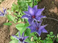 29.05.2010 027.webp