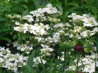 29.05.2010 028.webp
