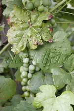 wein-D325-Reben-Blatt-Trauben-Krankheit.webp