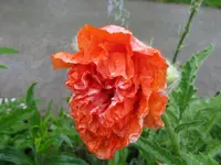 IMG_5451_1024x768.webp
