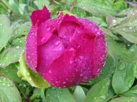 IMG_5459_1024x768.webp