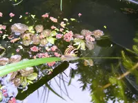 schneck2.webp