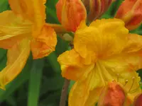 005.webp