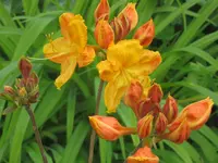 004.webp