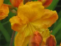 006.webp