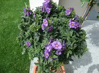 005.webp
