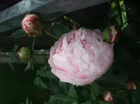 011.webp