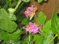 047.webp