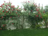 015.webp
