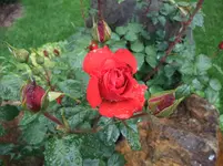 016.webp