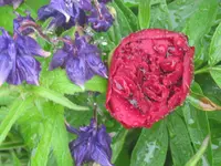 027.webp