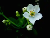 Mai 2010 701 v.webp