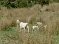 Tiere alt 594 av.webp