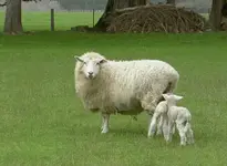 Tiere alt 688av.webp