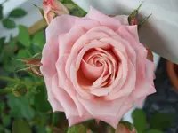 rose-für-sani.webp