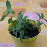 STA40225.webp