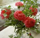 Blumen + Pflanzen alt 638v.webp