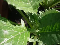 29.05.2010 009.webp
