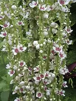 Gartenkönigskerze.webp