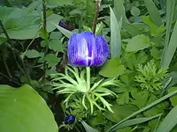 Pflanze1.webp