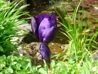 blaue Iris2.webp