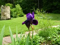 blaue Iris1.webp