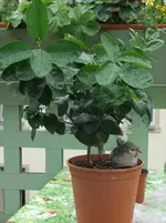 DSCF0856.webp