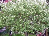 SDC11198.webp