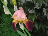 23846.webp
