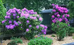 lila und pink in voller Blüte_klein.webp