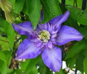 MB erste Blüten_klein.webp