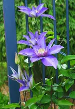 MB erste Blüten2_klein.webp