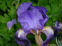 DSCI0929.webp