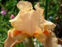 DSCI0932.webp