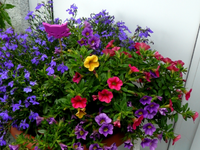 P1130021.webp