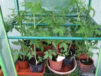 tomaten.webp