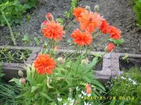 JD500133.webp