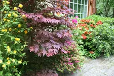 IMG_1954 - Kopie.webp