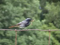 DSC0003l4.webp