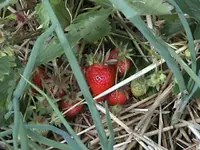 DSC00028.webp