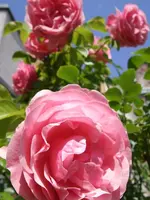 rose_2009.webp