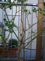 rose_2010-1.webp