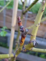rose_2010-2.webp