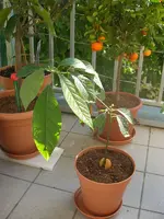 Avocado 2010.05.29.webp